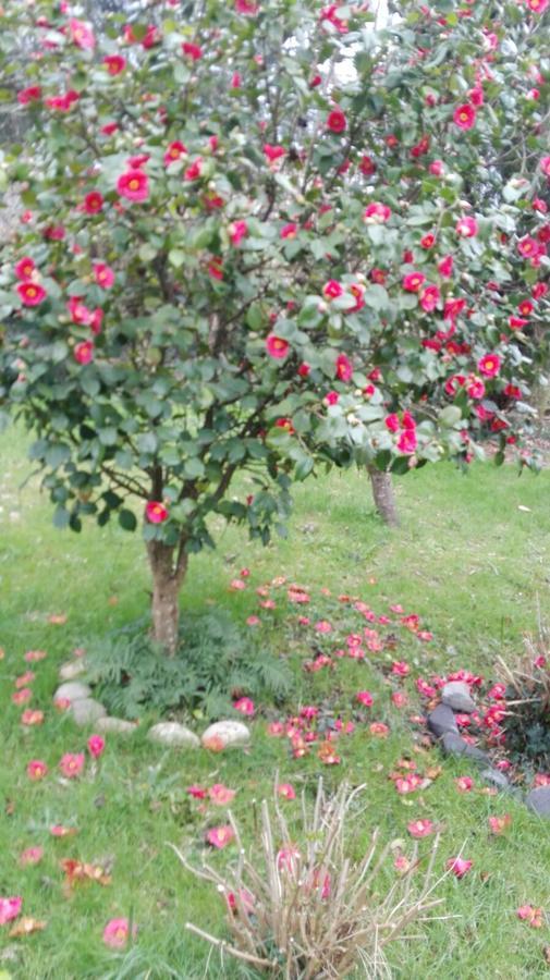 B&B El Jardin De Aes Puente Viesgo Dış mekan fotoğraf