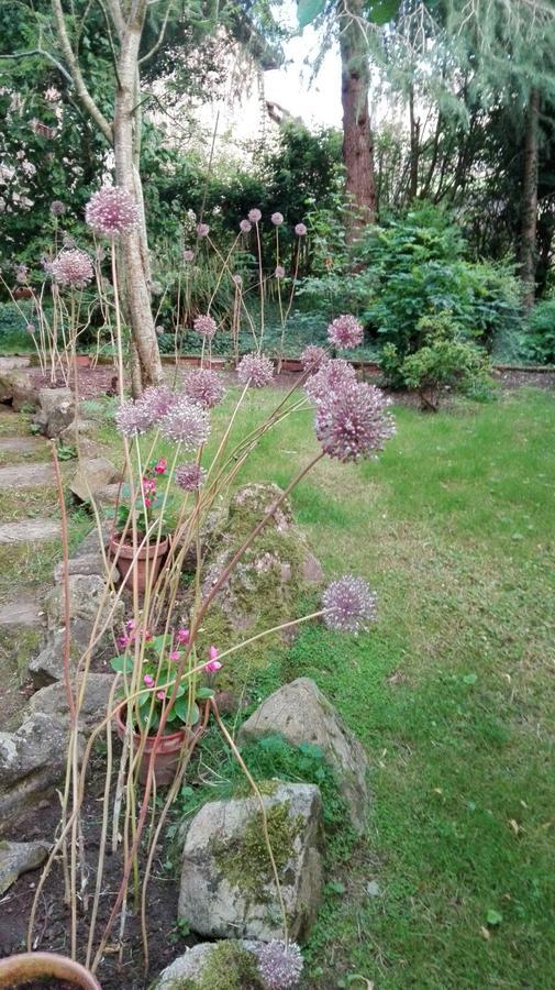B&B El Jardin De Aes Puente Viesgo Dış mekan fotoğraf