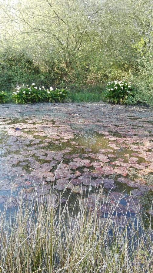 B&B El Jardin De Aes Puente Viesgo Dış mekan fotoğraf